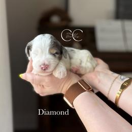 Diamond - Merle male Bernedoodle puppy in Benton, Arkansas from Cozy Creek Doodles