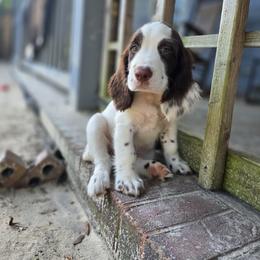 Boykin Spaniel and English Springer Spaniel Puppies from 31 Pines Springers & Retrievers