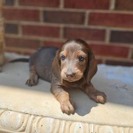 Ashoka- AKC- RARE Blue and Red coloring - Blue and tan female Dachshund puppy in Loganville, Georgia from Royal Dackel Haus