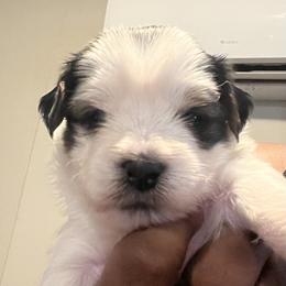 Maggie - Parti female Yorkshire Terrier puppy in Gastonia, North Carolina from Precious pups dynasty kennel