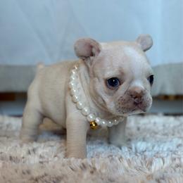 Parfait - Cream female French Bulldog puppy in San Diego, California from California Dream Frenchies