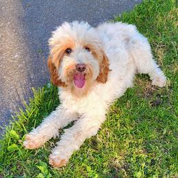 Nora - Goldendoodle