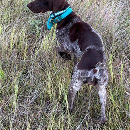 German Shorthaired Pointers from CIRCLE B KENNELS & OUTFITTERS