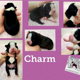 Boston Terrier Puppies from Diamonds In The Ruff Boston Terriers