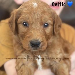 Celtic - Red  male Goldendoodle puppy in Lancaster, Minnesota from North Star Dog Training