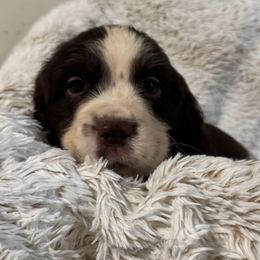 Snickers - Liver and white male English Springer Spaniel puppy in Coeur D'alene, Idaho from Springer Hollow
