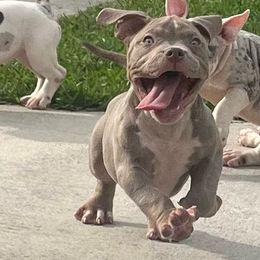 American Bully Puppies from King Bane's Bullies