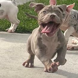 American Bully Puppies from King Bane's Bullies