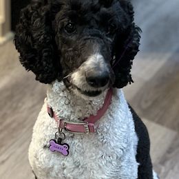 Gerty - Poodle