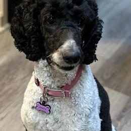 Gerty - Poodle