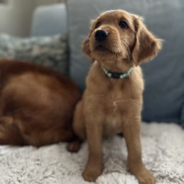Golden Retriever Puppies from Golden Wiggle Retrievers