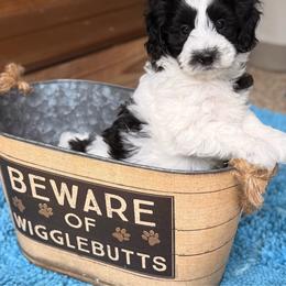 Ladybug - Black and white female Sheepadoodle puppy in Roseburg, Oregon from Sharon’s Sheepadoodle’s