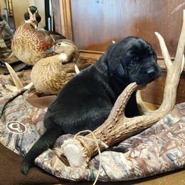 Black - Black Labrador Retriever puppy in Meeker, Oklahoma from APEX Sport Dogs