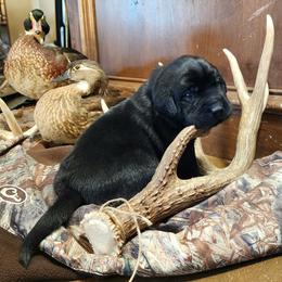 Black - Black Labrador Retriever puppy in Meeker, Oklahoma from APEX Sport Dogs