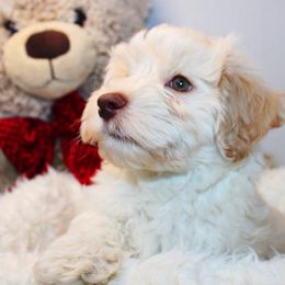 Goldendoodle, Havapoo, Labradoodle, and Springerdoodle Puppies from Oregon Valley Pups