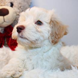 Goldendoodle, Havapoo, Labradoodle, and Springerdoodle Puppies from Oregon Valley Pups