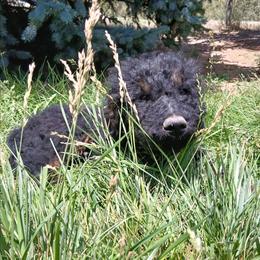 Charcoal - Phantom male Goldendoodle puppy in Harrisburg, Nebraska from Wildcat Hills Doodles