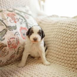 Proof - Black and white male Aussiedoodle puppy in Inman, South Carolina from Dark Corner Doodles