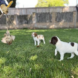 Brittany Puppies from Caliah Brittanys