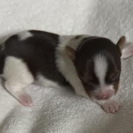 Olaf AKC - Chocolate, tan and white male Yorkshire Terrier puppy in Labelle, Florida from Chocolate and Parti Yorkies in Florida