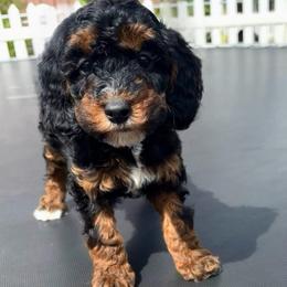 Gamora - Phantom female Poodle puppy in Henefer, Utah from Mountain Valley Poodles