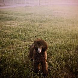 Collies and Poodles from Lazy Lotus Poodles & Collies