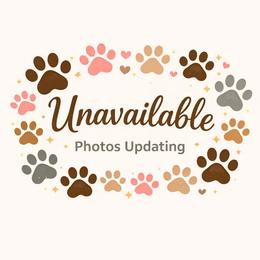 Ivy - Blue female Great Dane puppy in Kannapolis, North Carolina from Carolina Great Danes & Toy Poodles