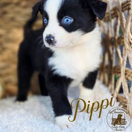 Pippi - Black & white female Australian Shepherd puppy in Ennis, Texas from God’s Little Aussies