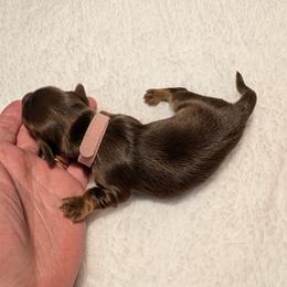 Dachshund Puppies from Hot Diggity Dachshunds