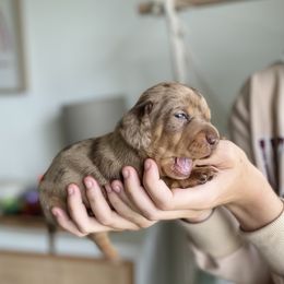 Willow - Dapple Dachshund puppy in Fitzgerald, Georgia from Brooke Haven Dachshunds