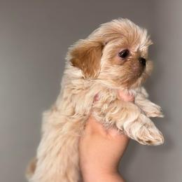 Snowy - White male Shih Tzu puppy in Azusa, California from RJ Shih Tzu lover
