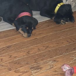 Rottweiler Puppies from BNB Rotts