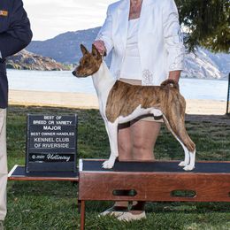 Burner - Basenji