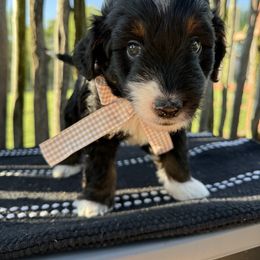 Raider - Black tri-color male Aussiedoodle puppy in Eastland, Texas from H5 Mini Doodles