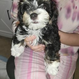 Charlie Chaplin - Black and white male Havanese puppy in Conroe, Texas from Puppies For A Purpose