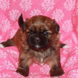 Shih Tzu Puppies from Gypsy Breeze Kennels