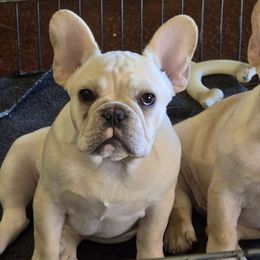 Carson - Fawn male French Bulldog puppy in Summit, Mississippi from Impressive Bulldogs and French Bulldogs