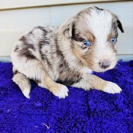 Phoenix - Red merle male Australian Shepherd puppy in Charlotte, North Carolina from Awesome Aussies