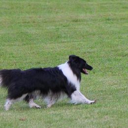 Shetland Sheepdogs from Lakehaven