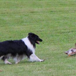 Shetland Sheepdogs from Lakehaven