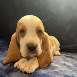 Boy 2 - Basset Hound puppy in Clayton, Indiana from Bluebelle Blossom Basset Hounds