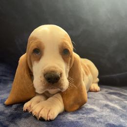 Boy 2 - Basset Hound puppy in Clayton, Indiana from Bluebelle Blossom Basset Hounds