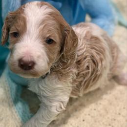 Chase - Parti male Goldendoodle puppy in Maricopa, Arizona from AZ Designer Goldendoodles