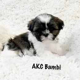AKC Bambi - Tricolor female Shih Tzu puppy in Greenville, South Carolina from Babyface Shih Tzu