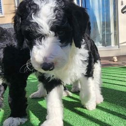 Sheepadoodle Puppies from Jaqueline Sparks