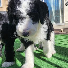 Sheepadoodle Puppies from Jaqueline Sparks