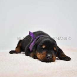 Female 2 black and rust - Black and rust female Doberman Pinscher puppy in Spokane Valley, Washington from Black Star Dobermans