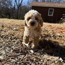 Baby - Mini ROAN - Apricot female Australian Labradoodle puppy in Wamego, Kansas from Doodles of Oz