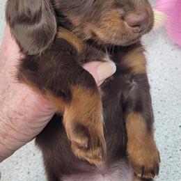 Abby - Chocolate and tan female Dachshund puppy in Randolph, Texas from Spindle's Little Treasures