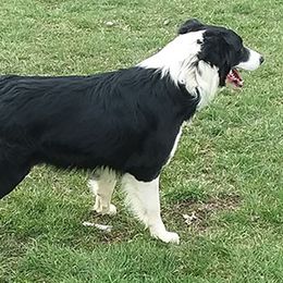 Amy - Border Collie